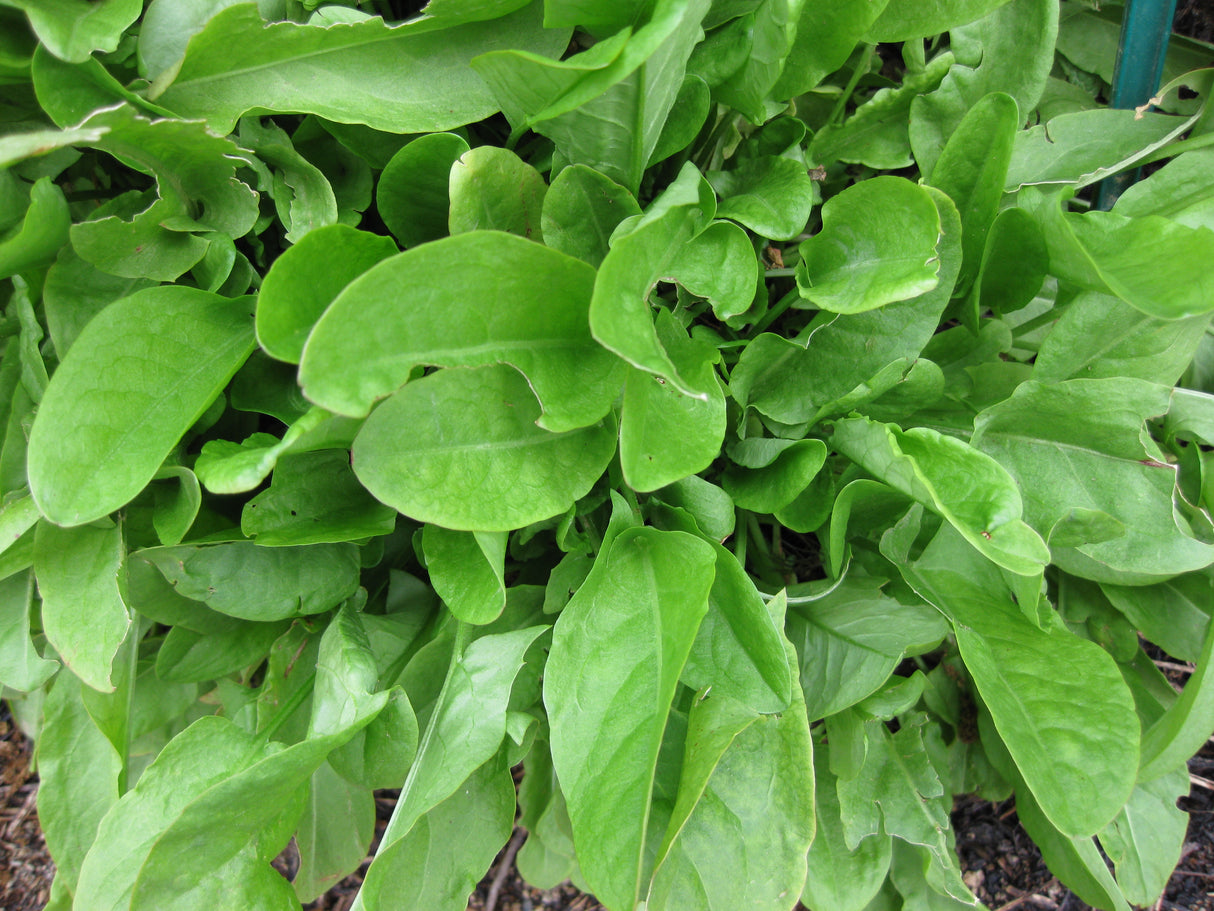 Sorrel - Garden