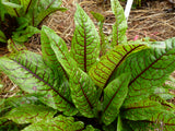 Sorrel 'Red Vein'