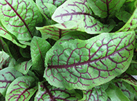 Sorrel 'Red Vein'