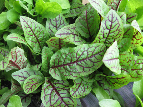 Sorrel 'Red Vein'