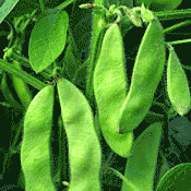 Soybean