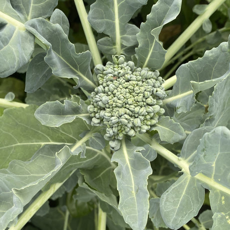 Spigariello Liscia 'Leaf Broccoli'