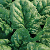 Spinach 'Bloomsdale Long Standing'