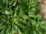 Spinach 'Winter Giant'