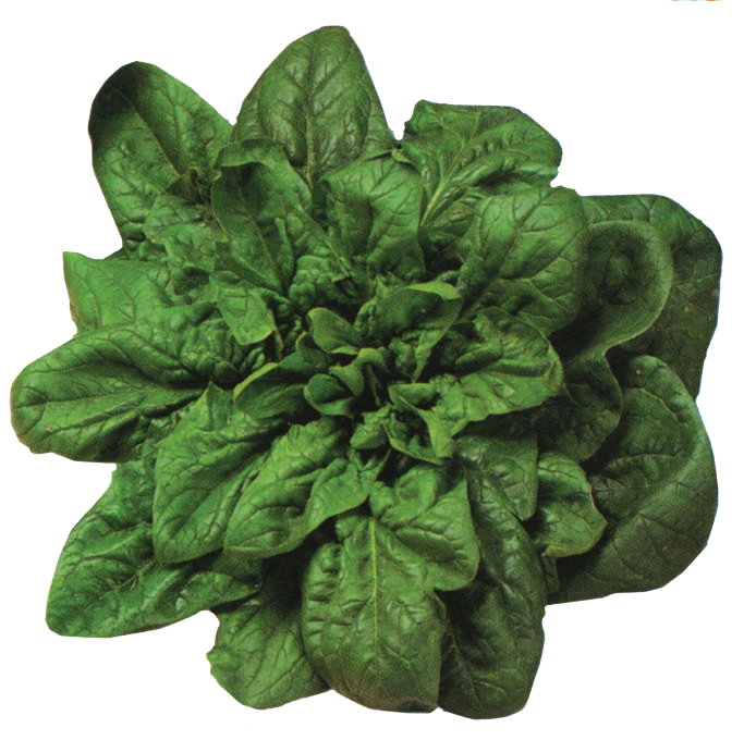 Spinach 'Winter Giant'