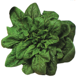 Spinach 'Winter Giant'