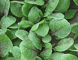 Spinach 'Red Vein'