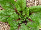 Spinach 'Red Vein'