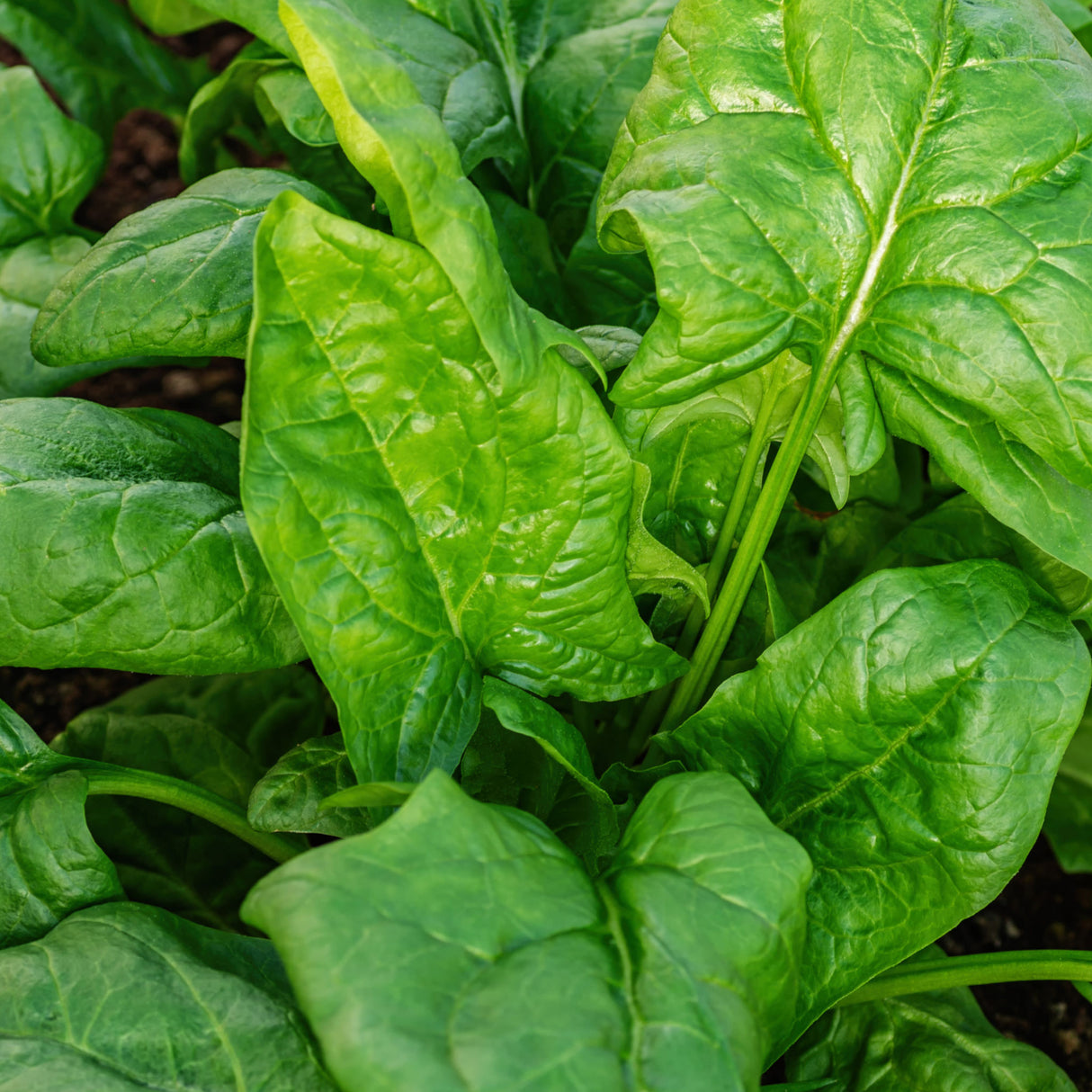 Spinach 'Winter Giant'