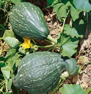 Squash 'Baby Green Hubbard'