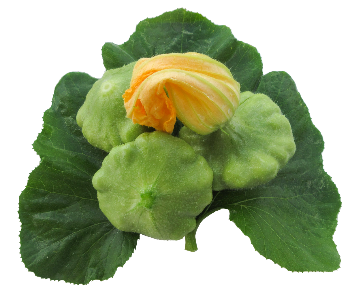 Squash 'Bennings Green Tint'