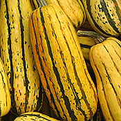 Squash 'Delicata'