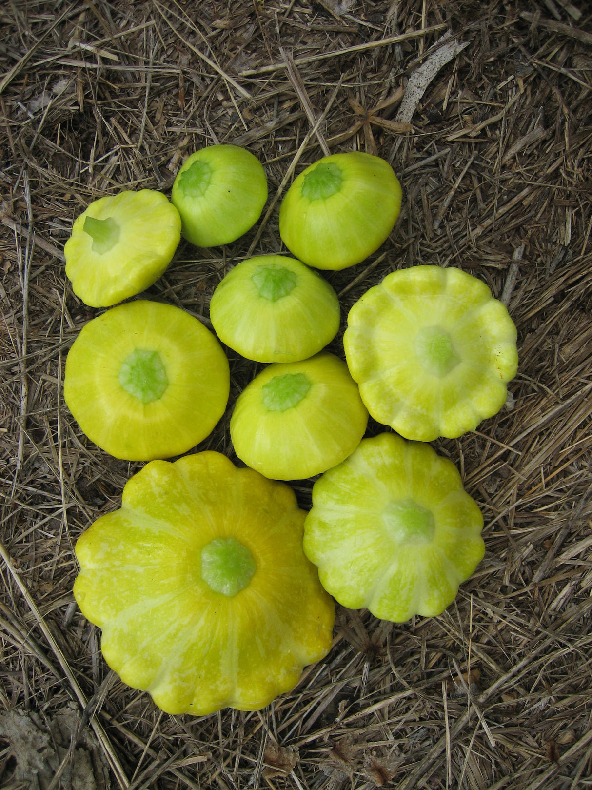 Squash 'Golden Scallopini'