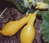 Squash 'Yellow Crookneck'