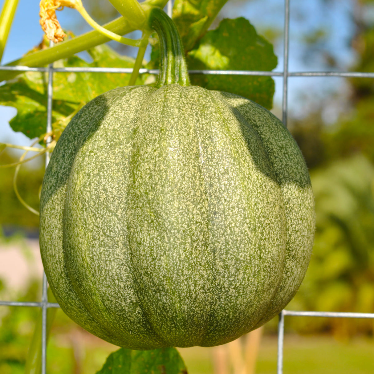 Squash 'Ronde De Nice'