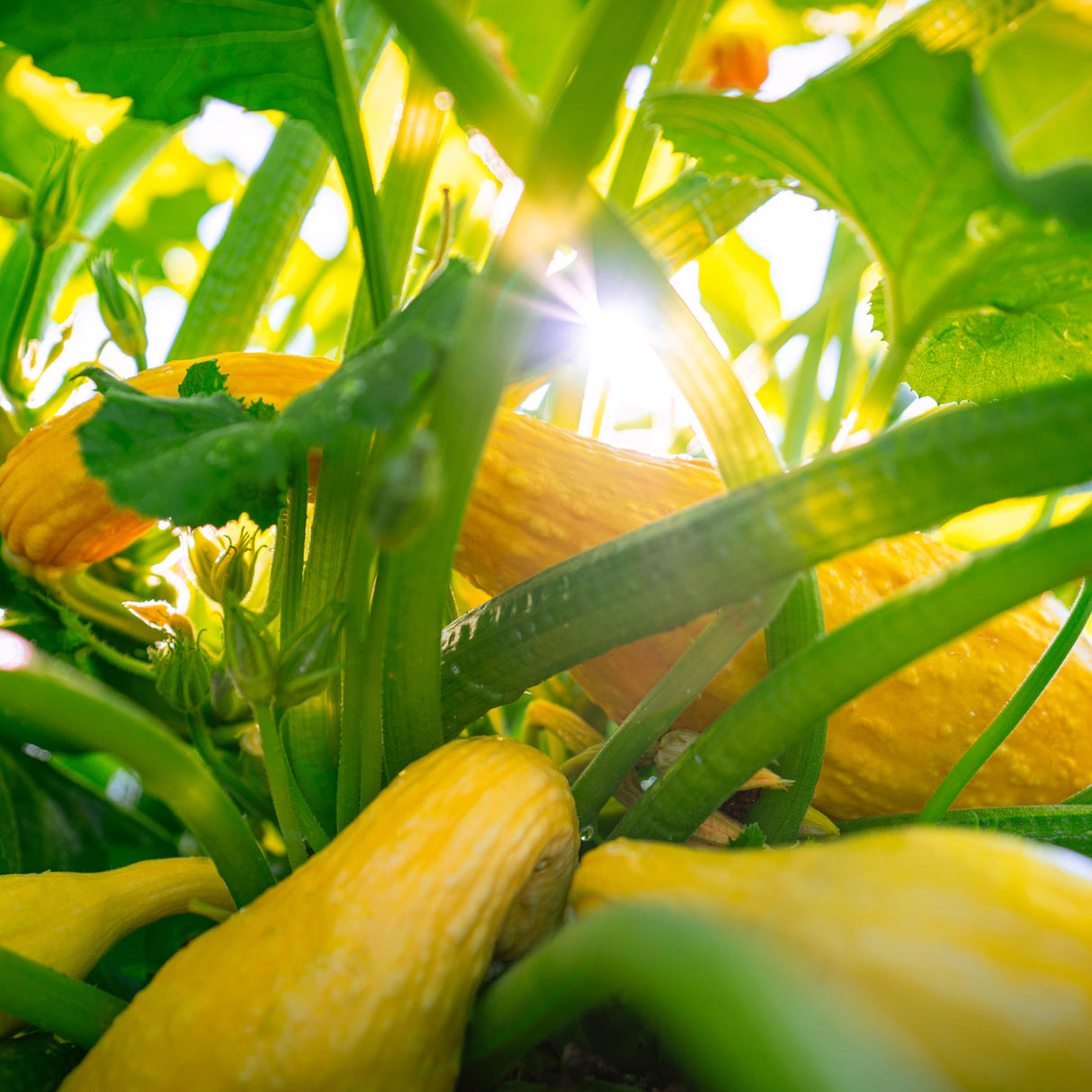 Squash 'Yellow Crookneck'