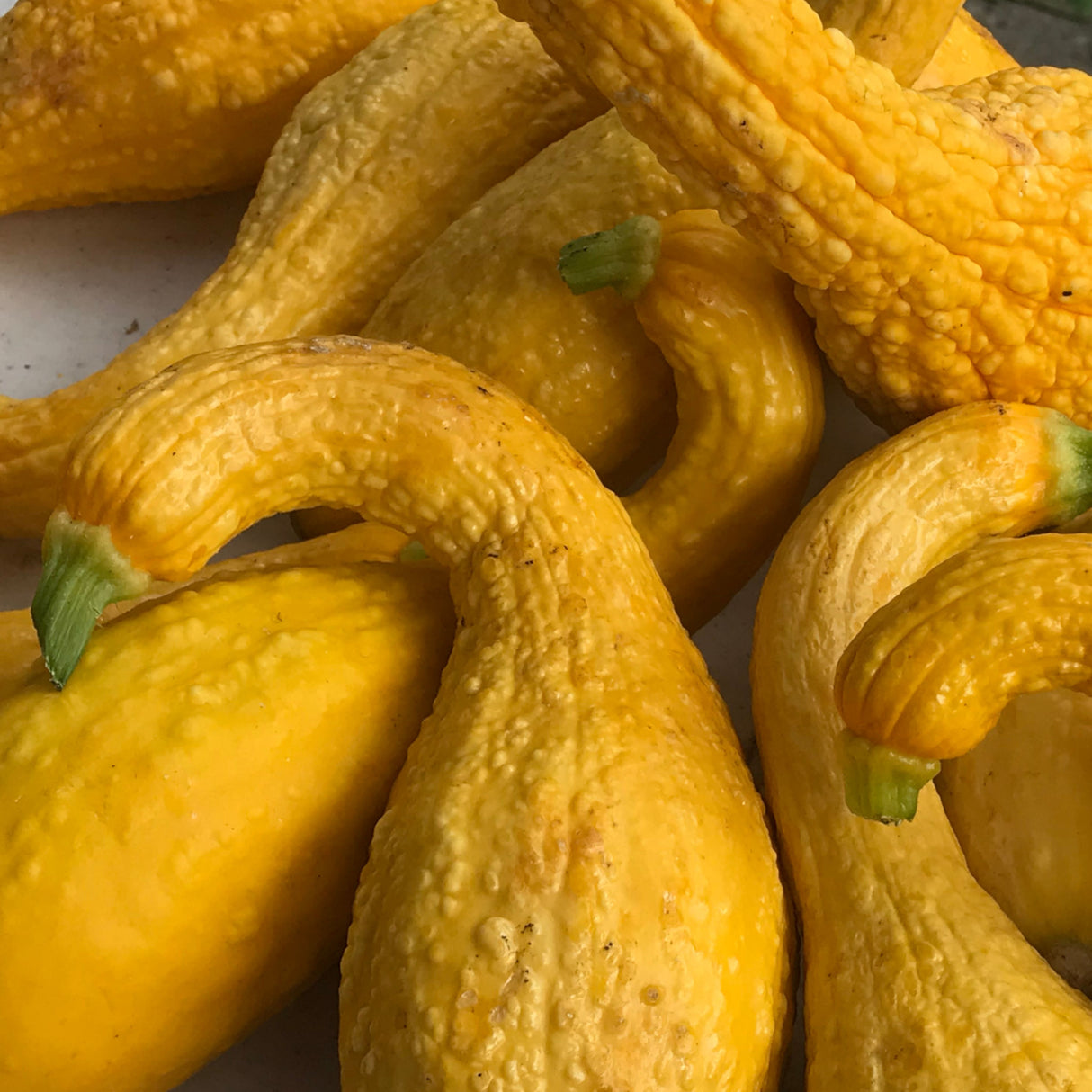 Squash 'Yellow Crookneck'