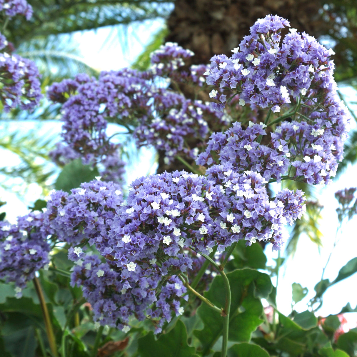 Statice 'Heavenly Blue'