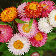 Strawflower 'Mixed'