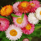 Strawflower 'Swiss Giant Mix'