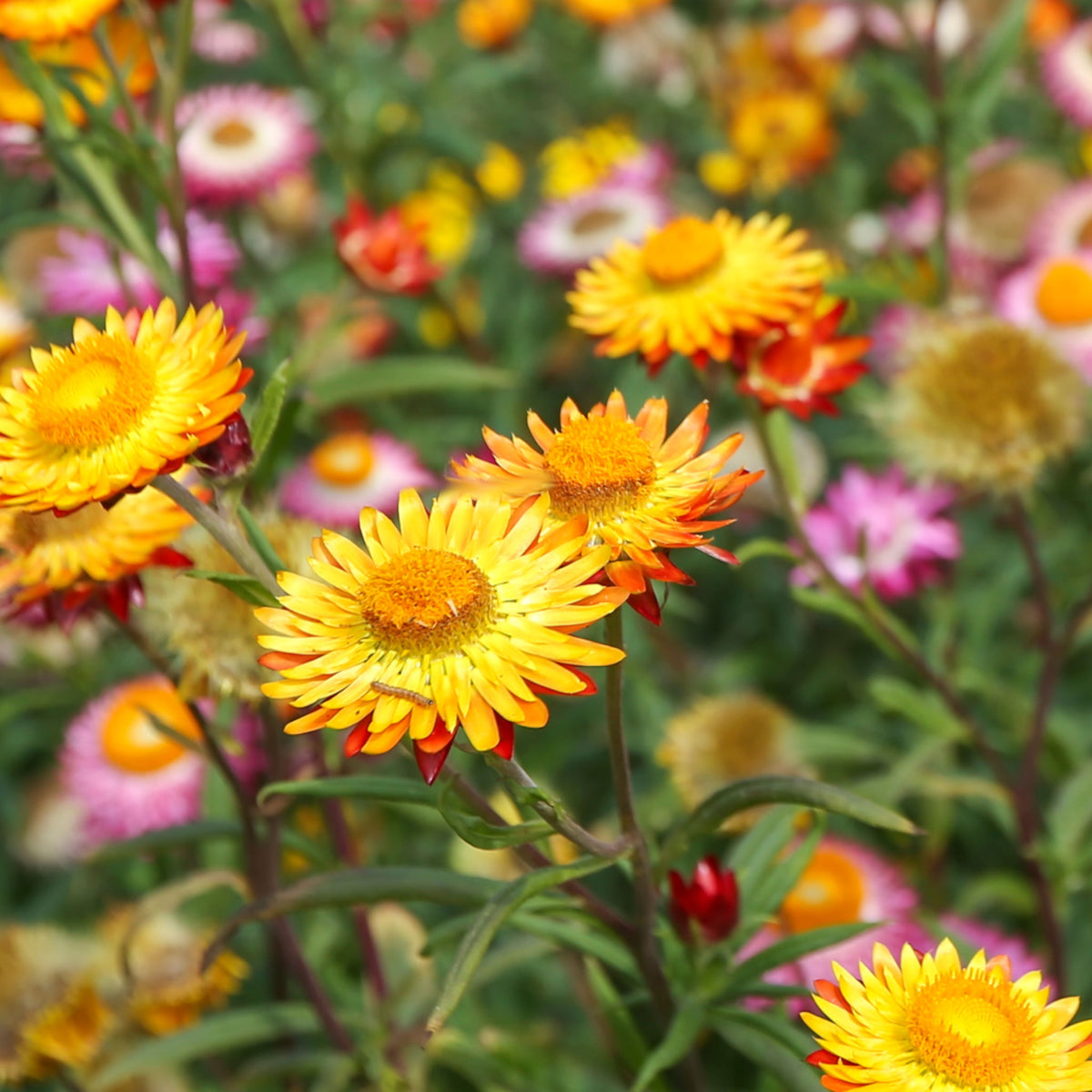 Strawflower 'Swiss Giant Mix' – Green Harvest