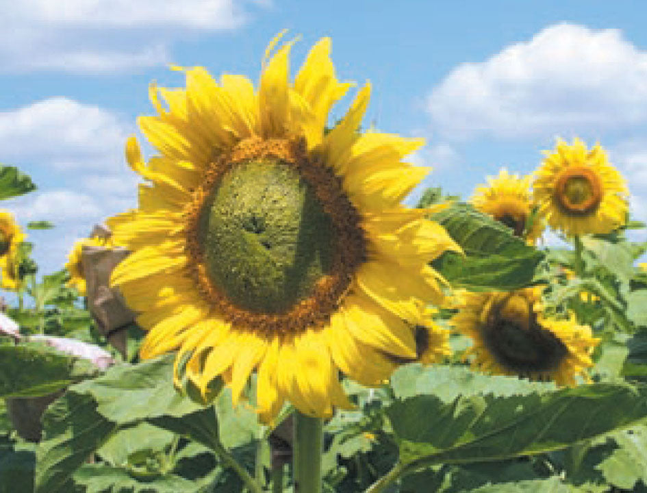 Sunflower 'Sunbird'