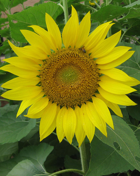 Sunflower 'Sunbird'