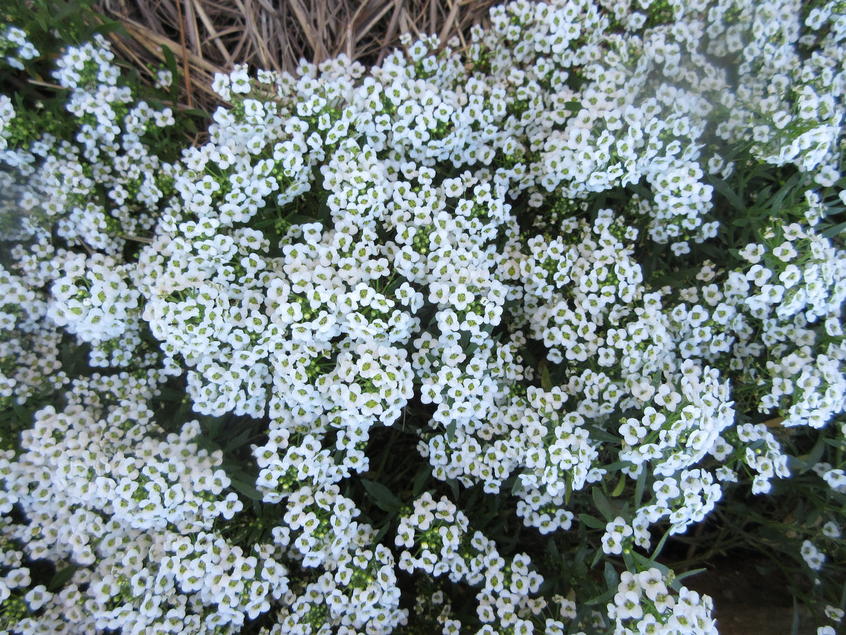 Sweet Alice 'Carpet Of Snow'