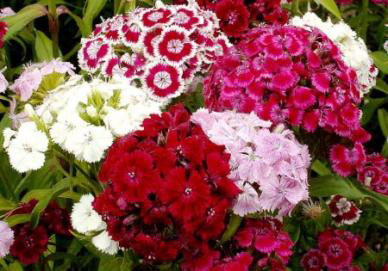 Sweet William 'Tall Mixed'