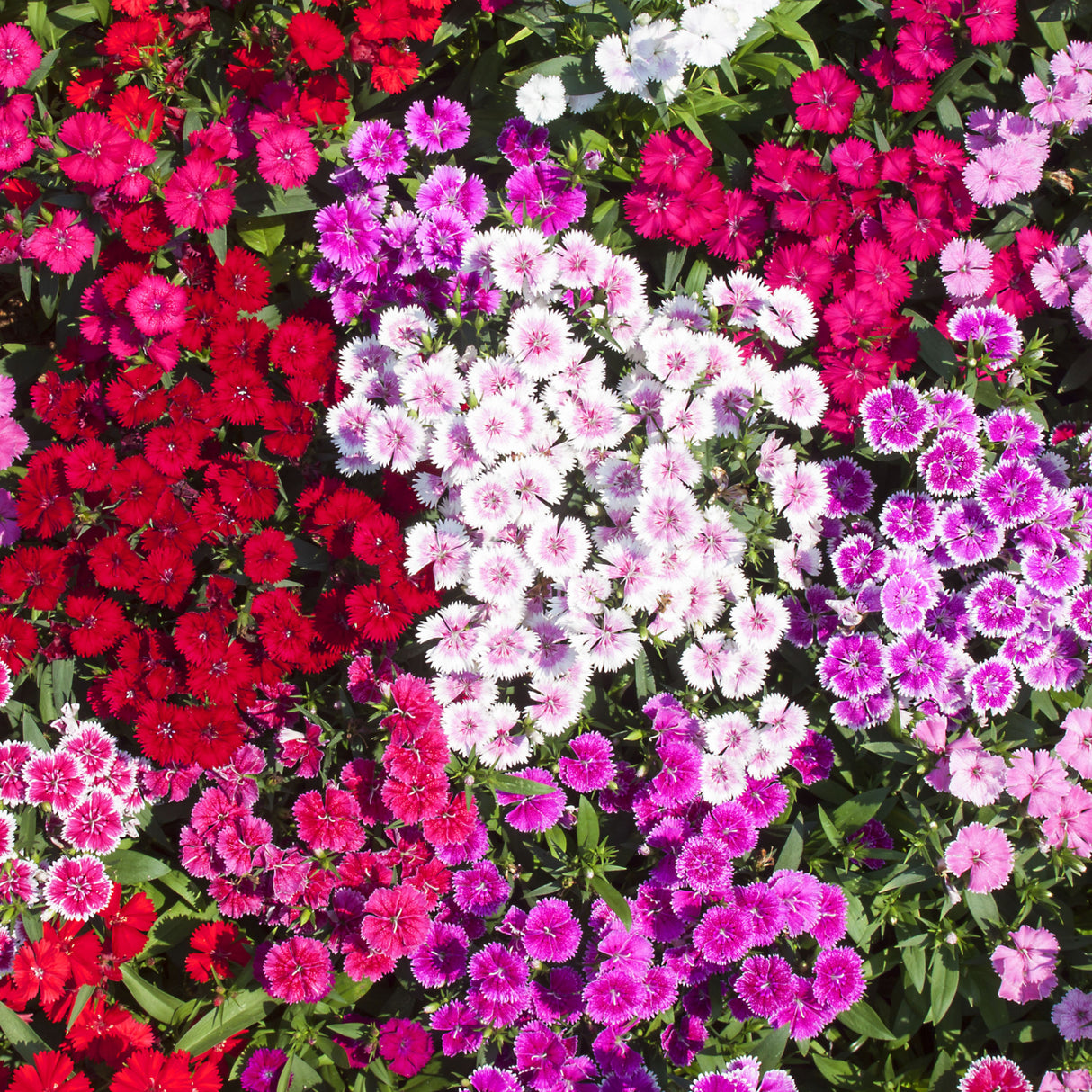 Sweet William 'Tall Mixed'