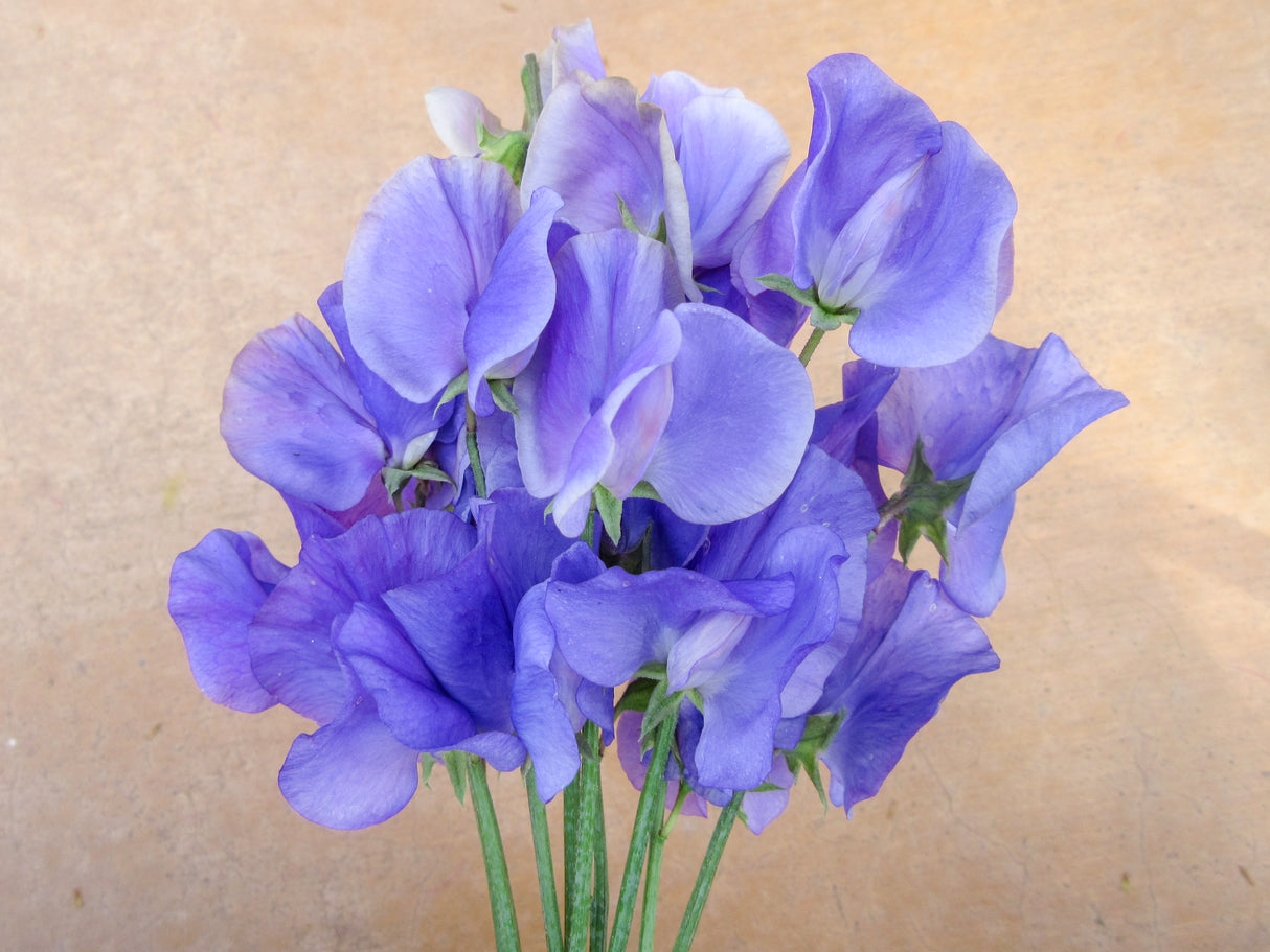 Sweetpea 'Elegance Mid Blue'