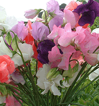 Sweetpea 'Multiflora Colorama Mix'