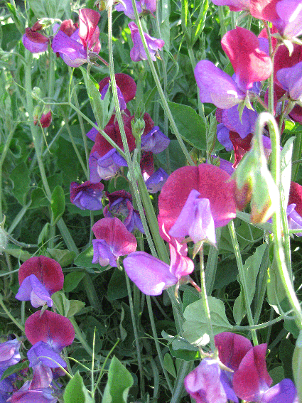 Sweetpea 'Old Spice'