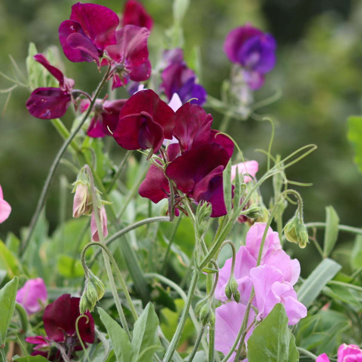 Sweetpea 'Mammoth Choice'