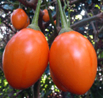 Tamarillo 'Ecuadorian Orange'