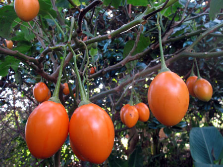 Tamarillo 'Ecuadorian Orange'