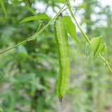 Asparagus Pea