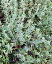 Thyme 'Common'