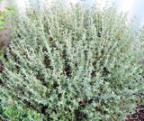 Thyme 'Common'