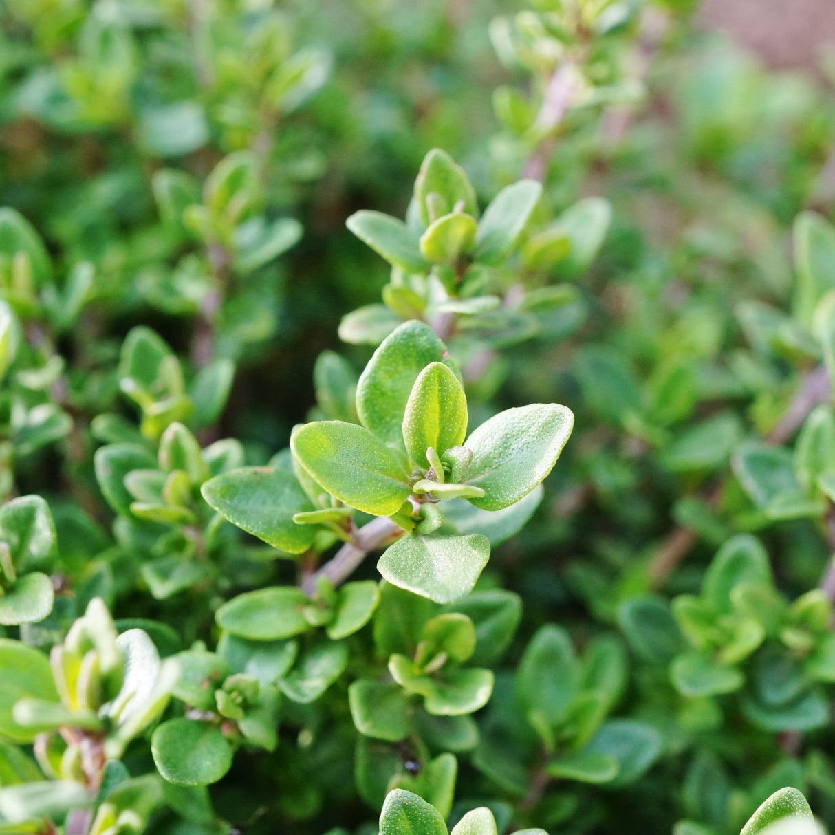 Thyme 'Common'