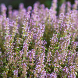 Thyme 'Common'