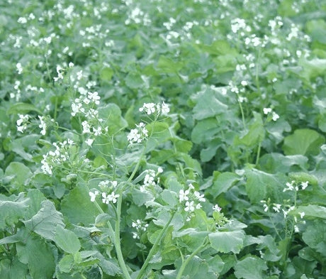 Radish Tillage