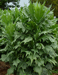 Timor Lettuce