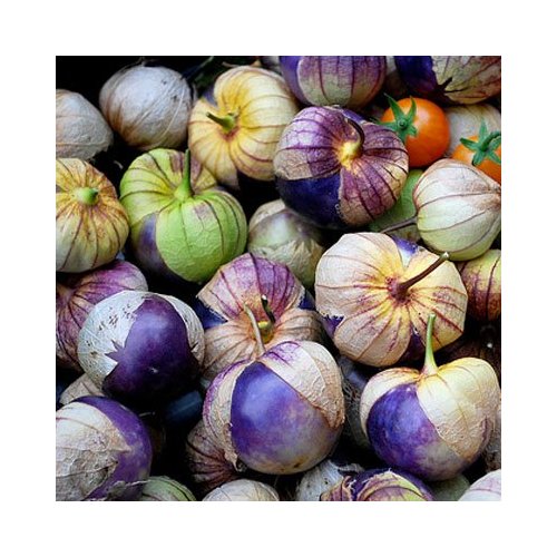 Tomatillo 'Purple'