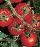 Tomato 'Cherry Camp Joy'