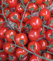 Tomato 'Cherry Cocktail'