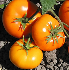 Tomato 'Earl Of Edgecombe'