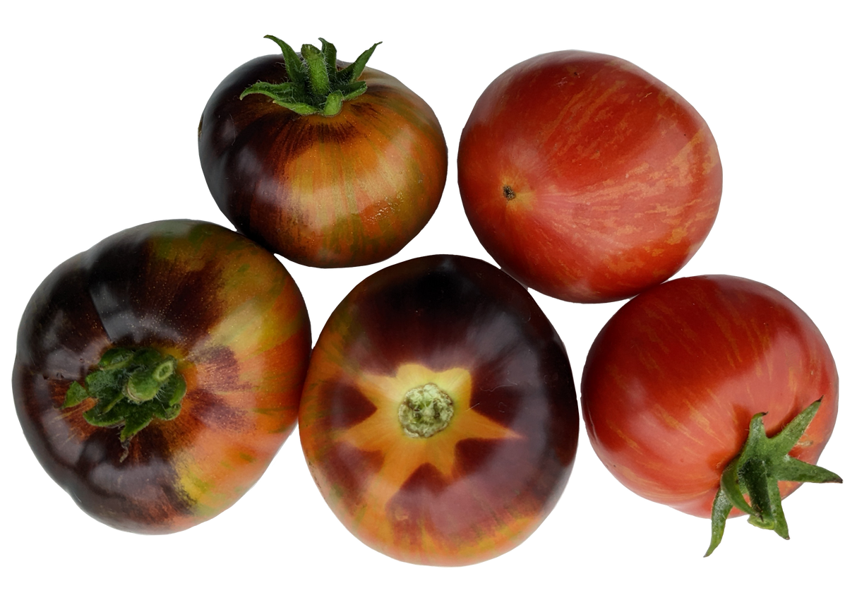 Tomato 'Indigo Rose'