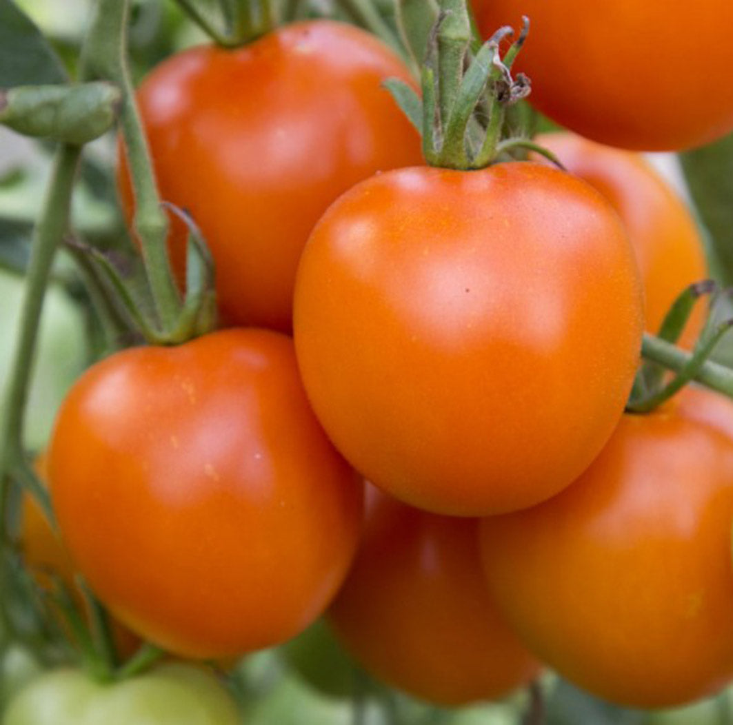 Tomato 'Jaune Flamme'