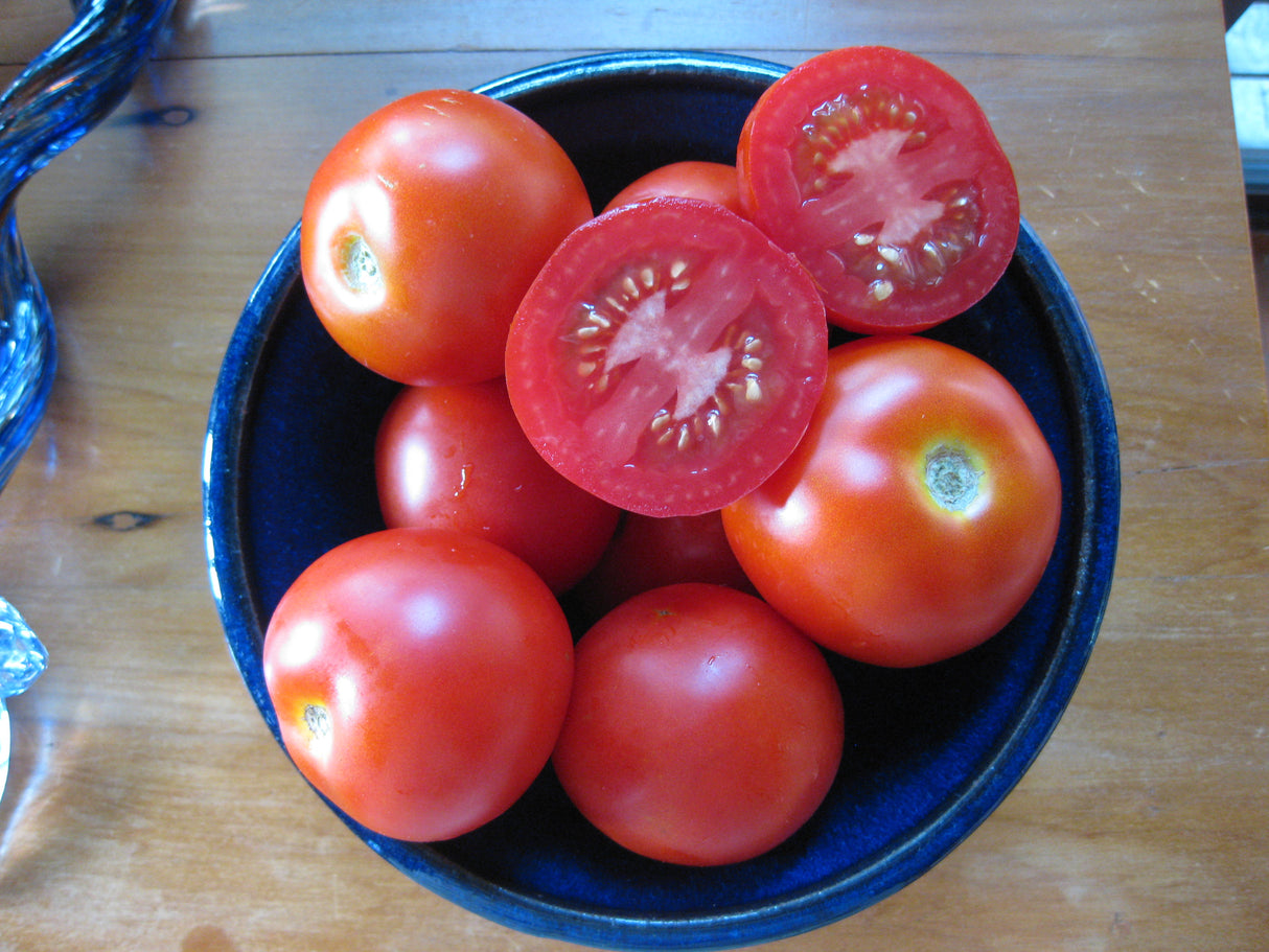 Tomato 'Moneymaker'